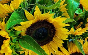 Цветы молодого подсолнуха