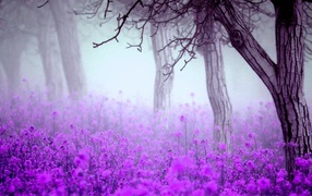 Лесные цветы