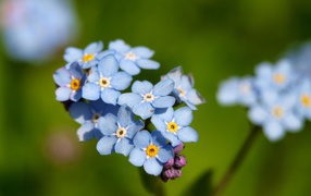 Forget-me-beautiful bloom in the garden