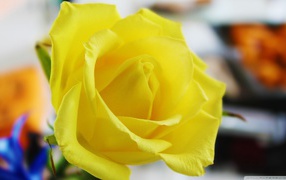 Fragrant yellow rose