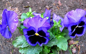 Живые цветы анютины глазки зацвели за домом