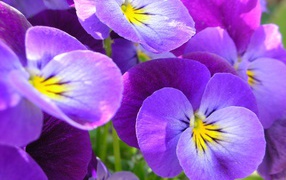 Живые цветы анютины глазки в саду