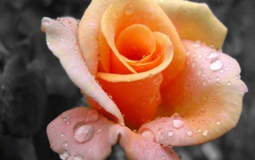 Свежая желтая роза