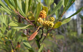 Растение восковник на клумбе в саду