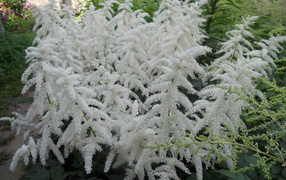 Садовые цветы астильба на дачном участке