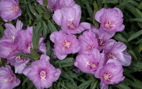 Садовые цветы кларкия (годеция) на дачном участке