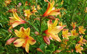 Садовые цветы альстремерия на дачном участке