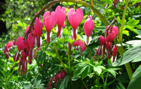 Садовые цветы дицентра на дачном участке