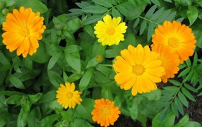 Садовые цветы календула на дачном участке