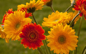 Садовые цветы гербера на дачном участке