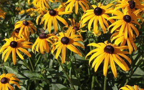 Садовые цветы рудбекия на дачном участке