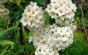 Садовые цветы спирея на дачном участке