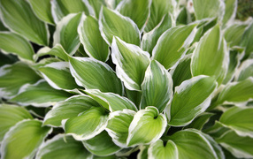 Садовое растение хоста на дачном участке