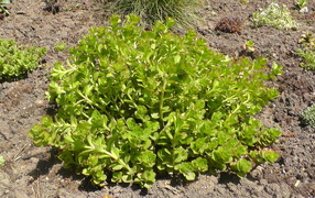 Garden plant sedum on the dacha