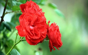 Garden red roses on green background