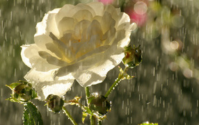 Садовая белая роза под дождём