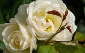 Садовые белые розы расцвели