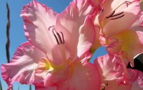 Нежно розовые цветы гладиолуса