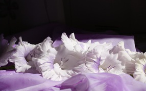 Gently purple flowers gladiolus