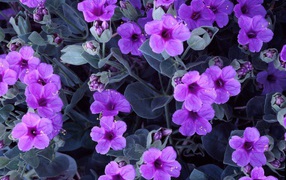 Цветы гиацинта 