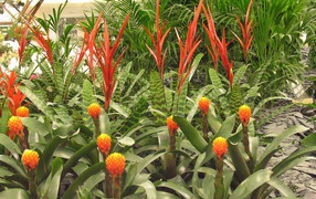 Имбирь (роскоя) на дачном участке