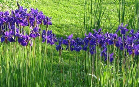 Glade with irises