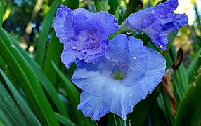 Gladiolus in the morning dew