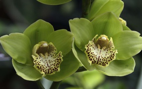 Зеленые цветы