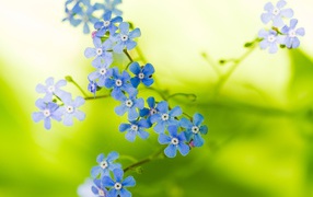 Прекрасные цветы