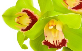 Зеленые орхидеи