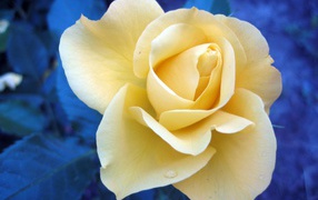 Растущий цветок