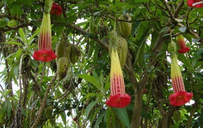 Выращивание растения бругмансия в саду