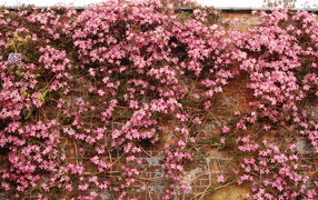 Выращивание цветов клематис в саду