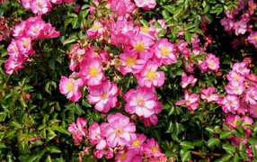 Выращивание цветов кларкия (годеция) в саду