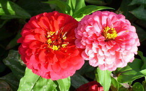 Выращивание цветов цинния (циния) в саду