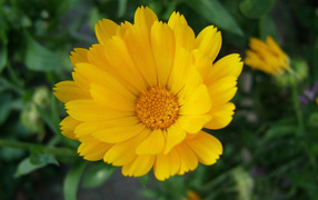 Выращивание цветов календулы в саду