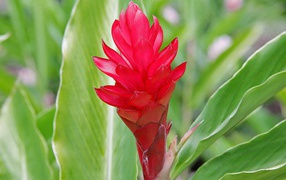 Выращивание растения имбирь (роскоя) в саду