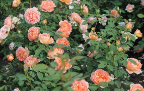 Выращивание кустарниковые розы в саду