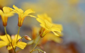 Growing yellow flowers