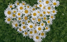 Сердце из цветов белые маргаритки