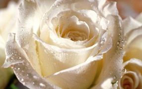 Цветы надежды