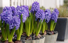 Hyacinth flowers at home