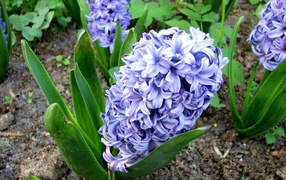 Hyacinth spring flowers on the lawn