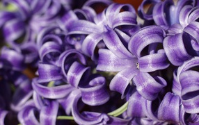 Цветы гиацинты расцвели в саду