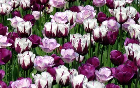 Hybrid tulips