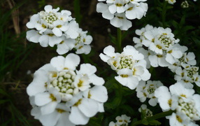 Красивые цветы иберис в саду