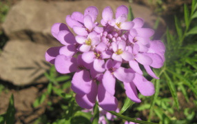 Выращивание цветов иберис в саду