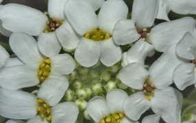 Садовые цветы иберис на дачном участке