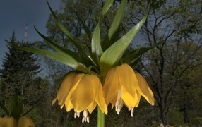 Садовые цветы рябчик императорский на дачном участке