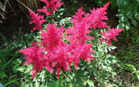 На поляне красивые цветы астильба